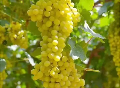 粮油生鲜蔬菜配送粮油副食提供鱼类、鲜肉、冷冻食品等服务